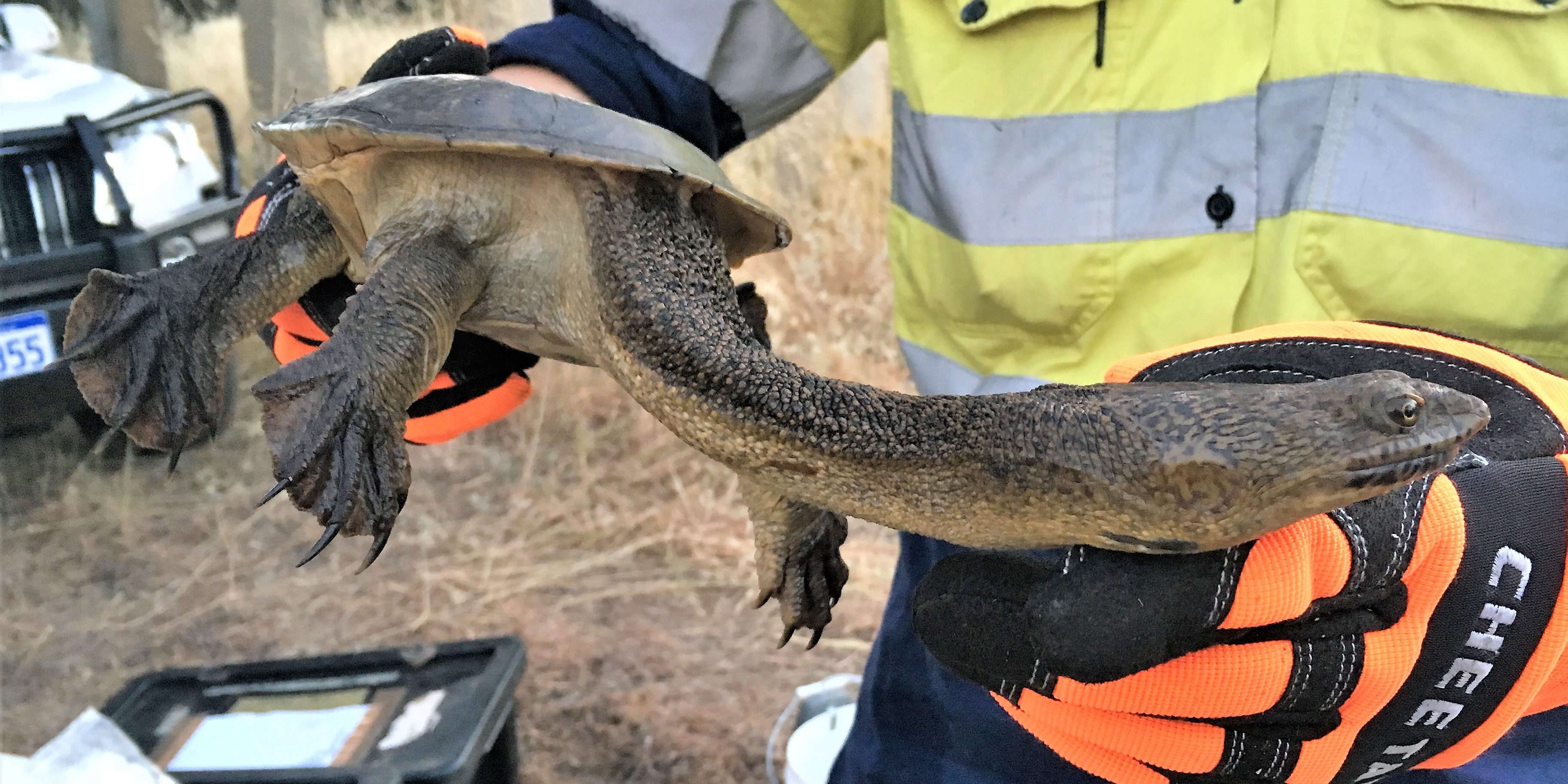 Southwestern Snake Necked Turtle Hydrobiology