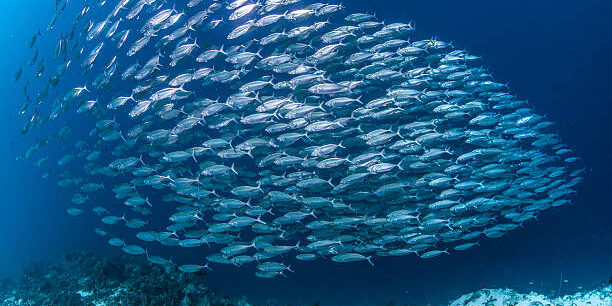 large school of mackerel