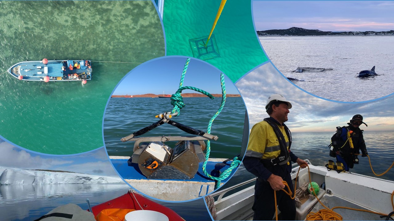 World Ocean Day Collage